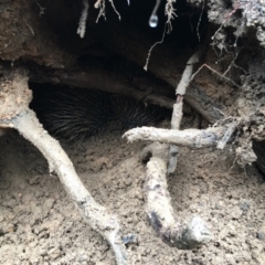 Tachyglossus aculeatus (Short-beaked Echidna) at Lower Borough, NSW - 5 Jul 2024 by mcleana