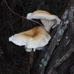 Omphalotus nidiformis (Ghost Fungus) at Narooma, NSW - 15 Apr 2024 by Bushrevival