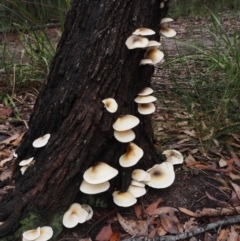 Omphalotus nidiformis (Ghost Fungus) at Dalmeny, NSW - 17 Apr 2024 by Bushrevival