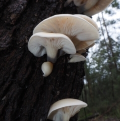 Omphalotus nidiformis at Dalmeny, NSW - 17 Apr 2024