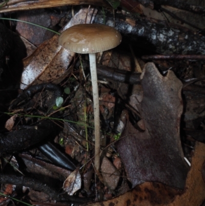 Oudemansiella gigaspora group (Rooting Shank) at Dalmeny, NSW - 17 Apr 2024 by Bushrevival