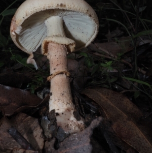 Amanita sp. at Dalmeny, NSW - 17 Apr 2024 10:26 AM