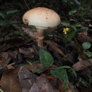 Amanita sp. at Dalmeny, NSW - 17 Apr 2024 10:26 AM