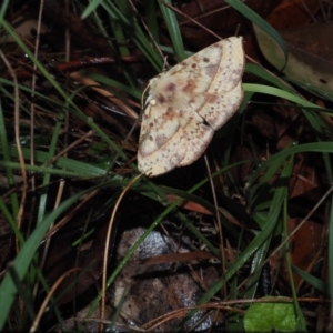 Anthela acuta at Dalmeny, NSW - 17 Apr 2024