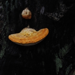 Piptoporus australiensis at Dalmeny, NSW - 17 Apr 2024