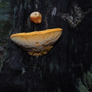 Piptoporus australiensis at Dalmeny, NSW - 17 Apr 2024