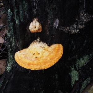 Piptoporus australiensis at Dalmeny, NSW - 17 Apr 2024