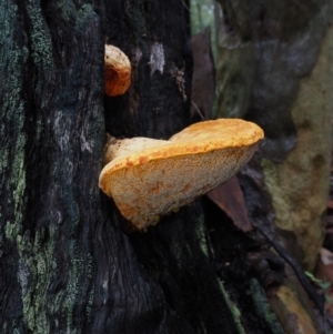 Piptoporus australiensis at Dalmeny, NSW - 17 Apr 2024