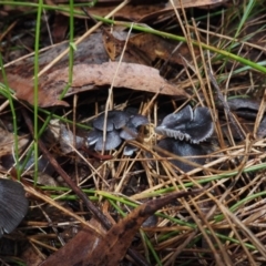 Entoloma sp. at Dalmeny, NSW - 17 Apr 2024 by Bushrevival