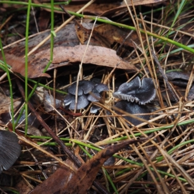 Entoloma sp. at Dalmeny, NSW - 17 Apr 2024 by Bushrevival