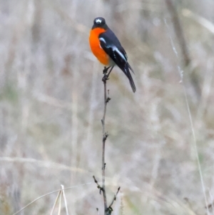 Petroica phoenicea at Goorooyarroo NR (ACT) - 7 Jul 2024