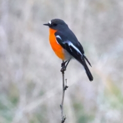 Petroica phoenicea at Goorooyarroo NR (ACT) - 7 Jul 2024 02:00 PM