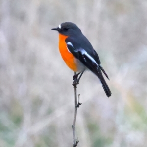 Petroica phoenicea at Goorooyarroo NR (ACT) - 7 Jul 2024