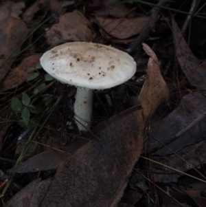 Amanita sp. at Dalmeny, NSW - 17 Apr 2024