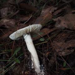 Amanita sp. at Dalmeny, NSW - 17 Apr 2024