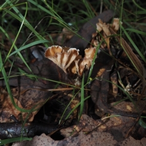 Podoscypha petalodes at Dalmeny, NSW - 17 Apr 2024