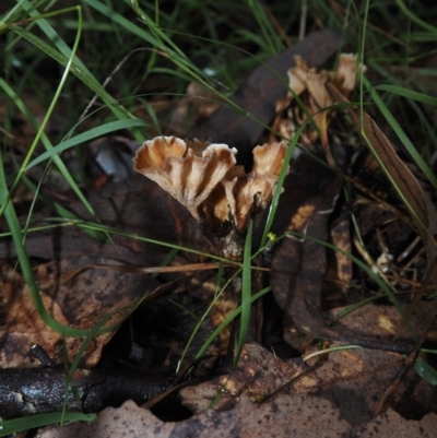 Podoscypha petalodes at Dalmeny, NSW - 17 Apr 2024 by Bushrevival