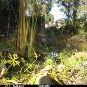 Ptilotula fusca at Aranda, ACT - 4 Jul 2024