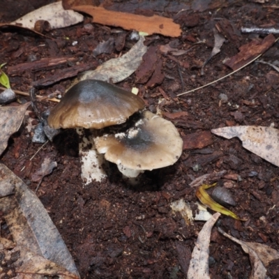 Amanita sp. at Dalmeny, NSW - 17 Apr 2024 by Bushrevival