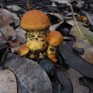 Gymnopilus sp. at Dalmeny, NSW - 17 Apr 2024