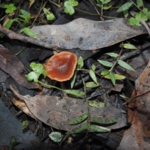 Lactarius eucalypti at Dalmeny, NSW - 17 Apr 2024