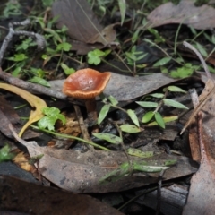 Lactarius eucalypti at Dalmeny, NSW - 17 Apr 2024