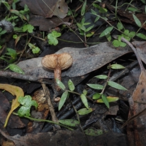 Lactarius eucalypti at Dalmeny, NSW - 17 Apr 2024