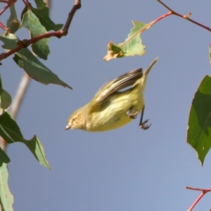 Smicrornis brevirostris at Goorooyarroo NR (ACT) - 7 Jul 2024 01:04 PM