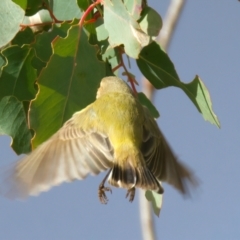 Smicrornis brevirostris at Goorooyarroo NR (ACT) - 7 Jul 2024 01:04 PM