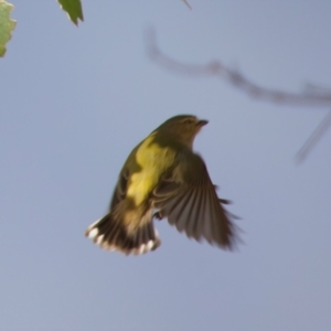 Smicrornis brevirostris at Goorooyarroo NR (ACT) - 7 Jul 2024