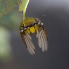 Smicrornis brevirostris at Goorooyarroo NR (ACT) - 7 Jul 2024