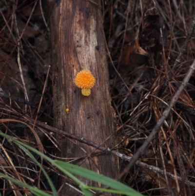 Cyptotrama asprata (Gold Tufts) at Dalmeny, NSW - 17 Apr 2024 by Bushrevival