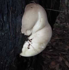 Polypore sp. at Dalmeny, NSW - 17 Apr 2024 by Bushrevival