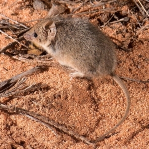 Ningaui yvonneae at Middleback Range, SA - 27 Oct 2016