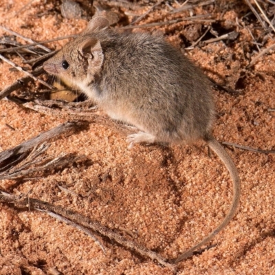 Ningaui yvonneae (Southern Ningaui) at Middleback Range, SA - 27 Oct 2016 by michaelb