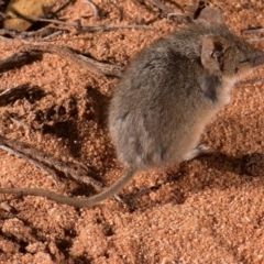 Ningaui yvonneae at Middleback Range, SA - 27 Oct 2016