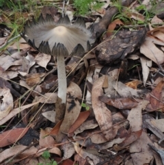 Coprinellus etc. (An Inkcap) at Dalmeny, NSW - 17 Apr 2024 by Bushrevival