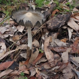 Coprinellus etc. at Dalmeny, NSW - 17 Apr 2024