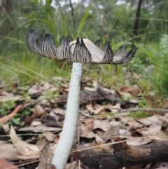 Coprinellus etc. at Dalmeny, NSW - 17 Apr 2024