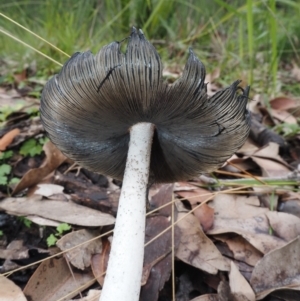 Coprinellus etc. at Dalmeny, NSW - 17 Apr 2024