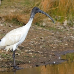 Threskiornis molucca (Australian White Ibis) at Goorooyarroo NR (ACT) - 7 Jul 2024 by jb2602