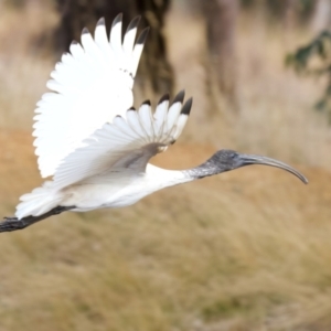 Threskiornis molucca at Goorooyarroo NR (ACT) - 7 Jul 2024 12:23 PM