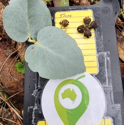 Eucalyptus bridgesiana (Apple Box) at Kowen Woodland - 8 Jul 2024 by Steve818