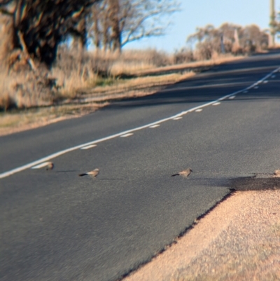 Struthidea cinerea (Apostlebird) at Cookardinia, NSW - 7 Jul 2024 by Darcy