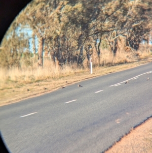 Struthidea cinerea at Cookardinia, NSW - 7 Jul 2024 08:33 AM