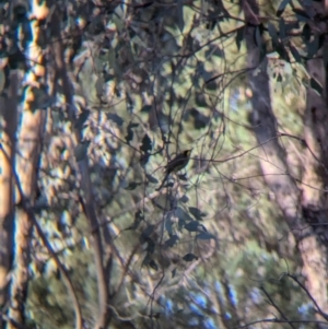 Lichenostomus melanops at Big Springs, NSW - 7 Jul 2024