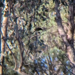 Lichenostomus melanops at Big Springs, NSW - 7 Jul 2024