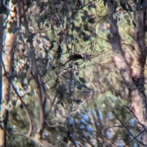 Lichenostomus melanops at Big Springs, NSW - 7 Jul 2024