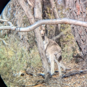 Macropus giganteus (Eastern Grey Kangaroo) at Big Springs, NSW by Darcy