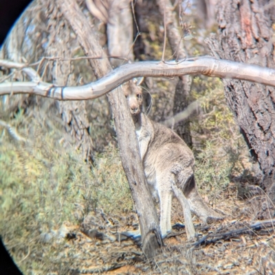 Macropus giganteus (Eastern Grey Kangaroo) at Big Springs, NSW - 7 Jul 2024 by Darcy